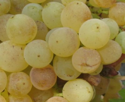 Особливості грунту для вирощування винограду