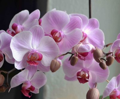 Особливості вирощування орхідеї у вазі