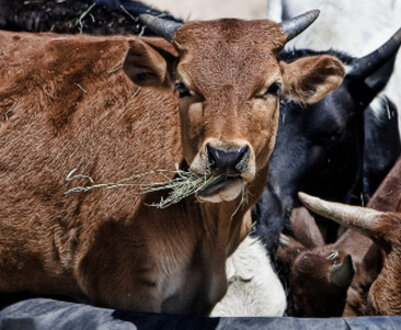 Правила та норми годівлі телят з перших днів життя