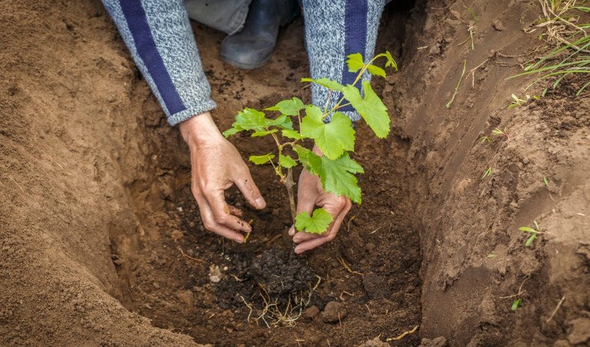 Посадка винограду Посадка винограду