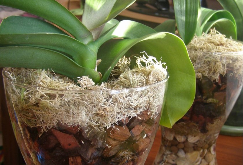 Орхидеи Какие можно выращивать в стеклянной вазе?