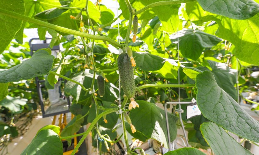 Огірки Всім на заздрість Огірки Всім на заздрість