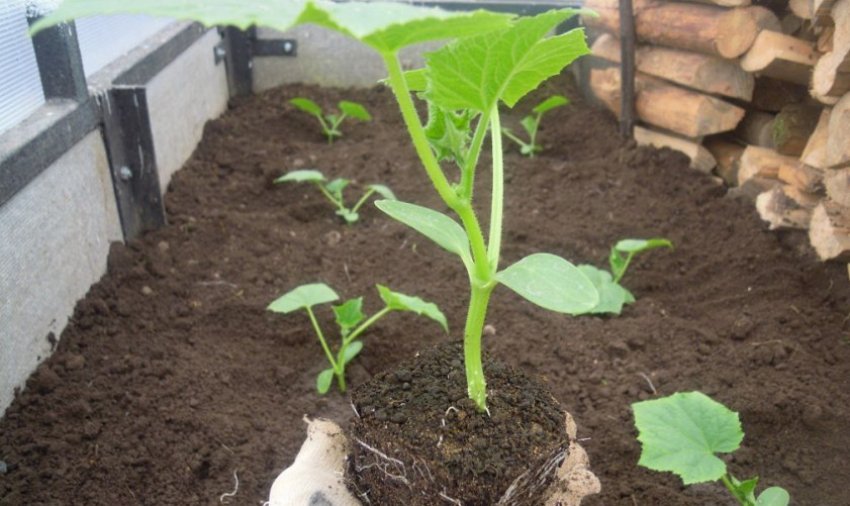 Огірки Всім на заздрість Огірки Всім на заздрість