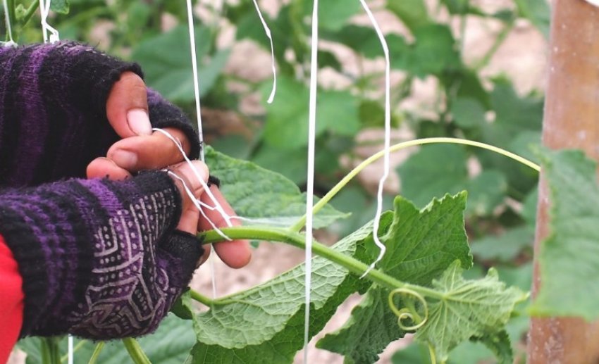 Підв'язка огірків Підв'язка огірків