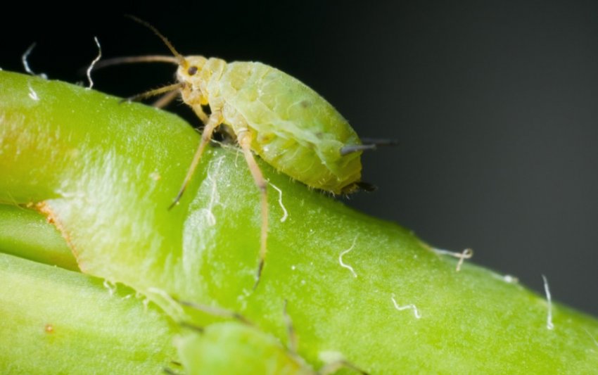 Попелиця на огірках Попелиця на огірках