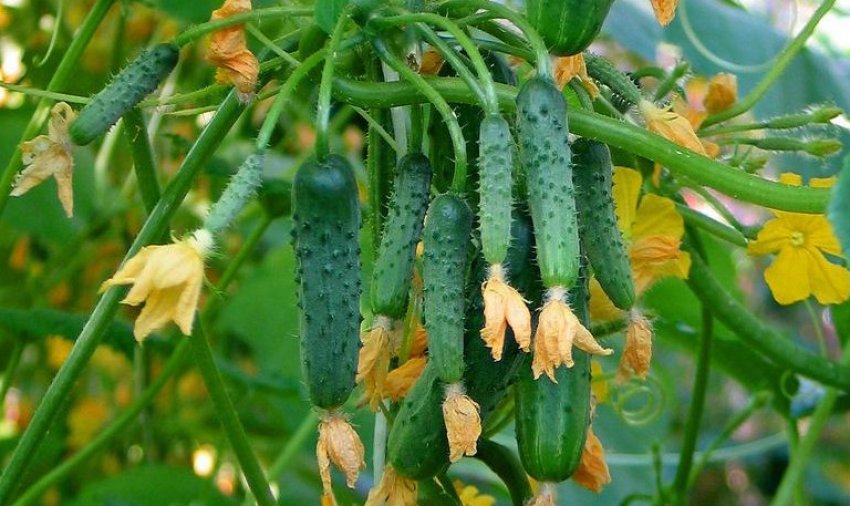 Огірки Всім на заздрість Огірки Всім на заздрість