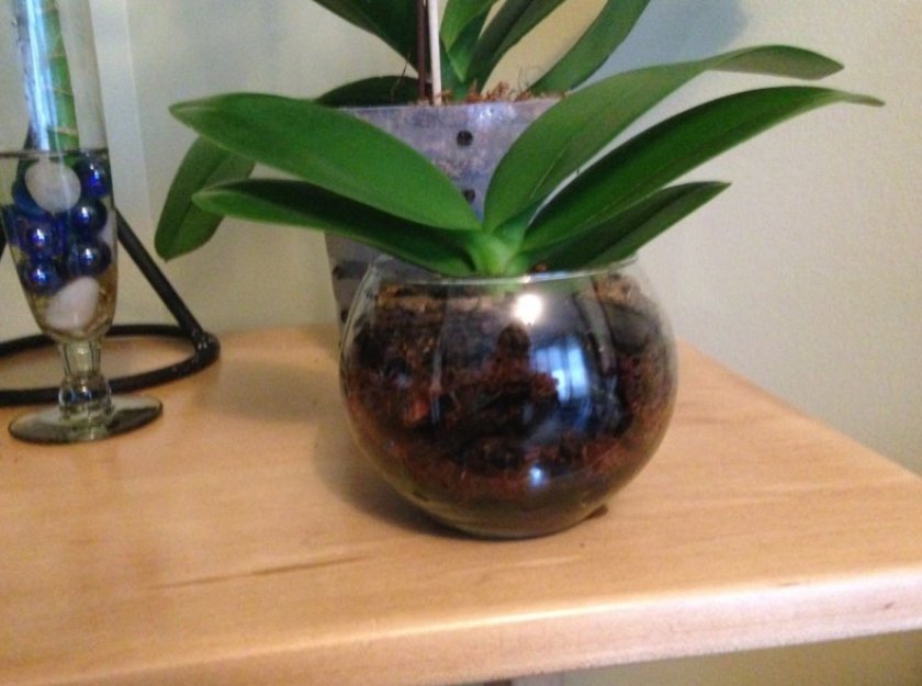 Орхидеи Какие можно выращивать в стеклянной вазе?