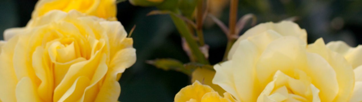 Особливості вирощування троянди, Фрезії