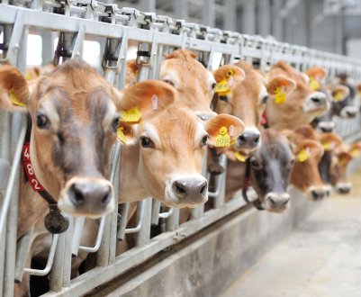 Як зробити годівницю для корови своїми руками?