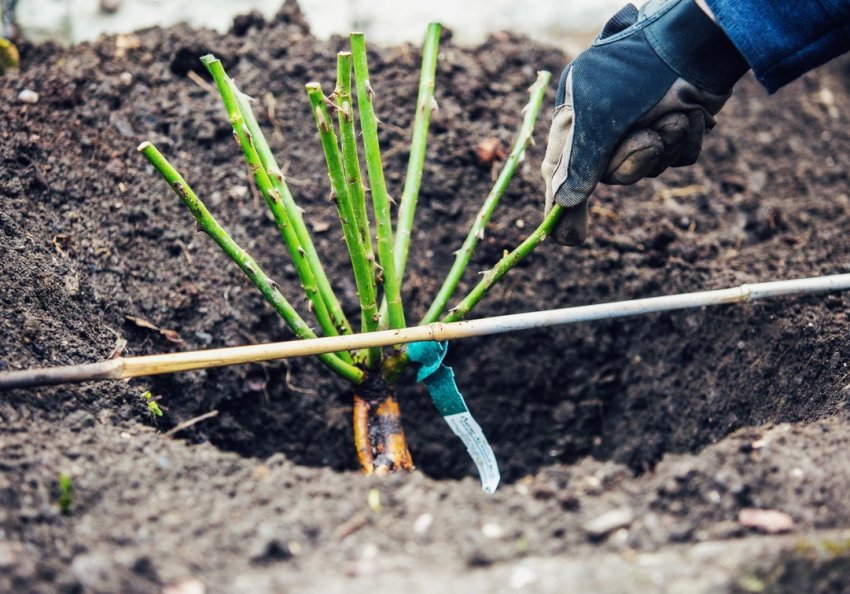 Посадка троянди