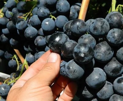 Кращі сорти чорного винограду