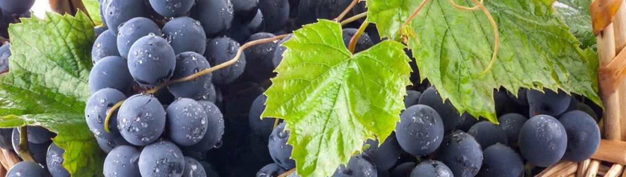 Сорт винограда Мукузани: описание, агротехника выращивания
