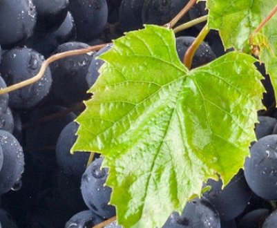 Сорт винограду Мукузані: опис, агротехніка вирощування