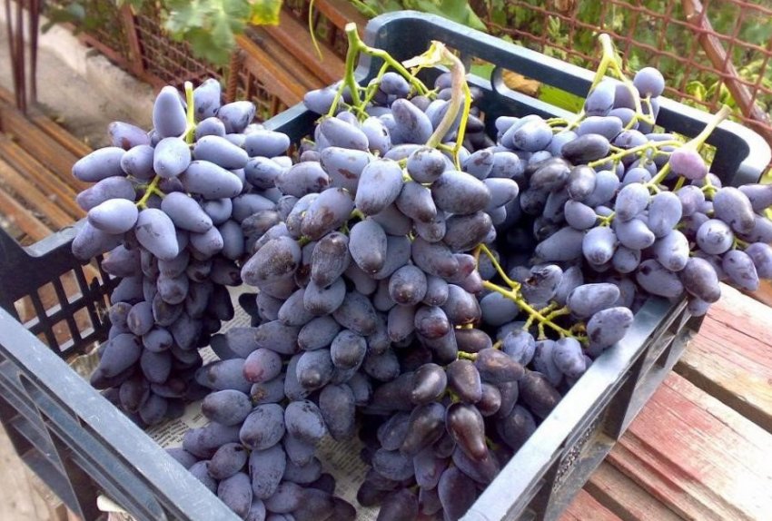 Оригінал чорний Оригінал чорний