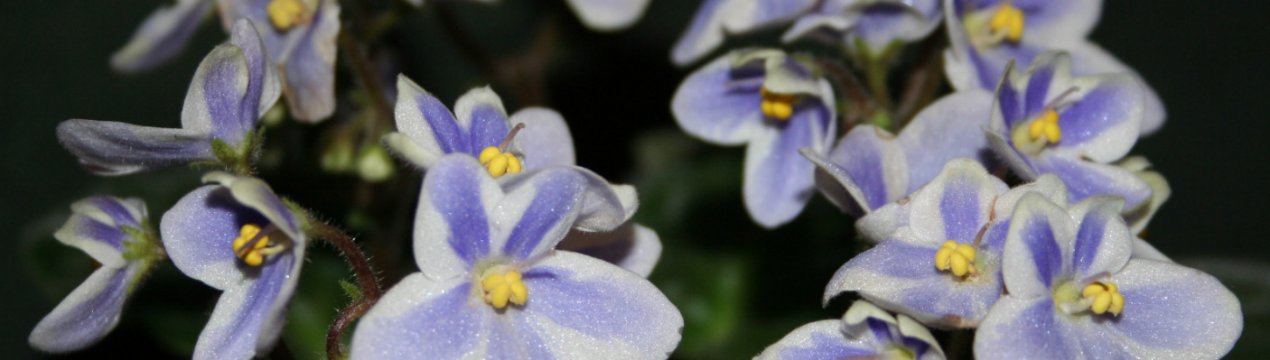 Особливості вирощування та догляду за фіалкою Химерою