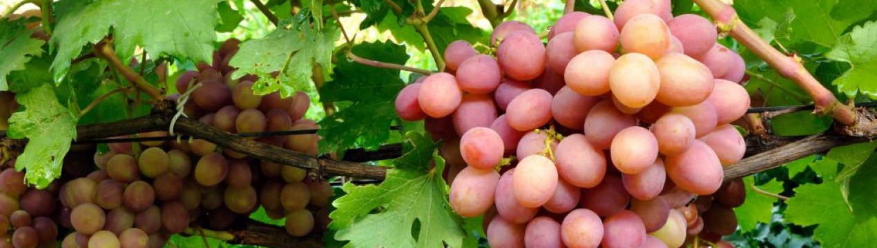 Описание сорта винограда Гурзуфский розовый