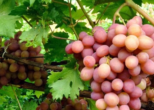 Опис сорту винограду Гурзуфський рожевий