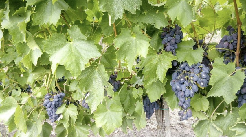 Кодрянка Кодрянка