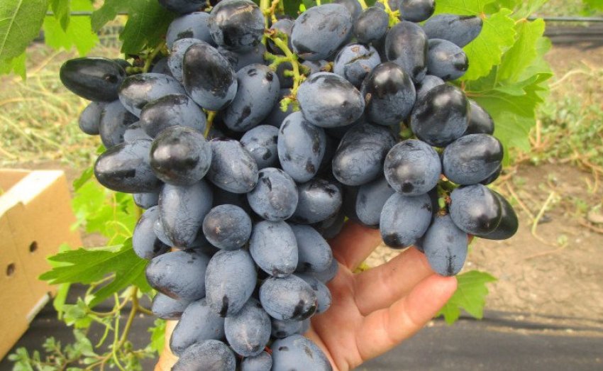 Виноград Атос Виноград Атос