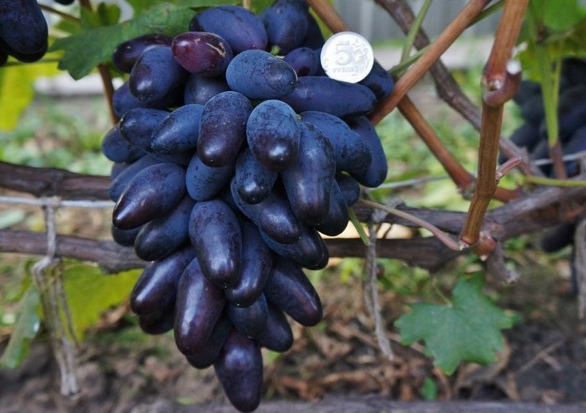 Одеський сувенір Одеський сувенір