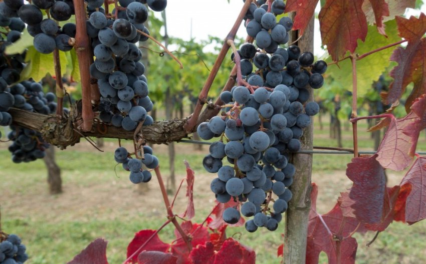 Одеський чорний Одеський чорний