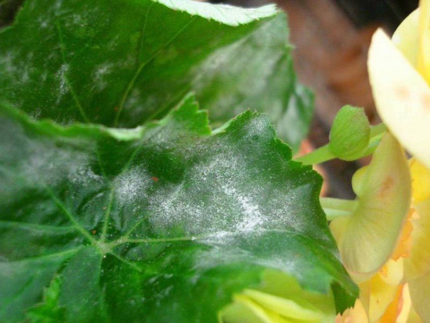 Борошниста роса Борошниста роса