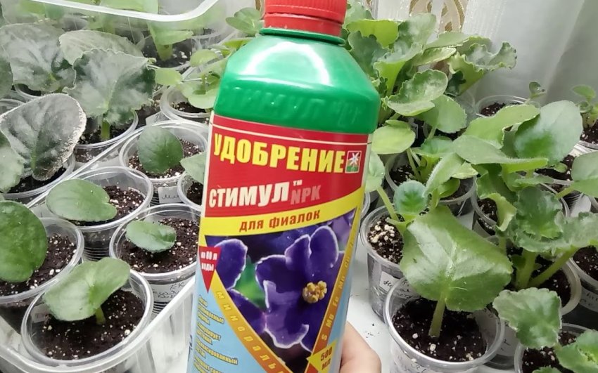 Фиалка Химера: описание и характеристика сорта, выращивание и уход в ...