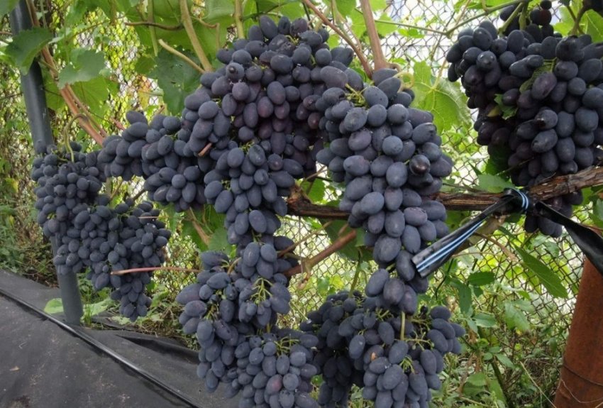 Вирощування чорних сортів винограду Вирощування чорних сортів винограду