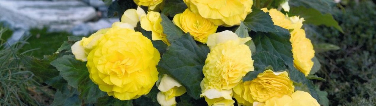 Бегонія махрова: вирощування і догляд в домашніх умовах