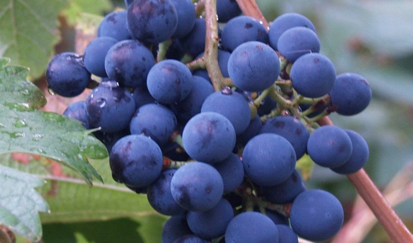 Виноград Мукузани