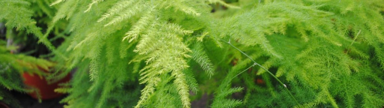 Особливості розмноження аспарагуса в домашніх умовах