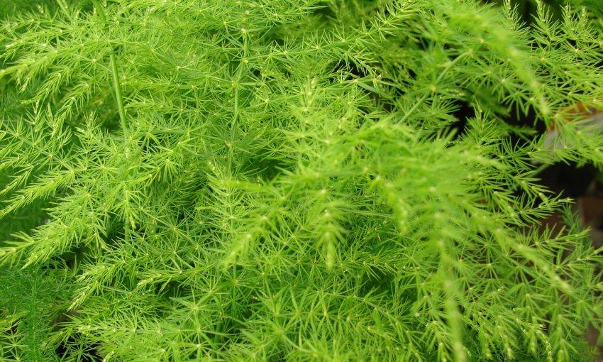 Аспарагус звичайний