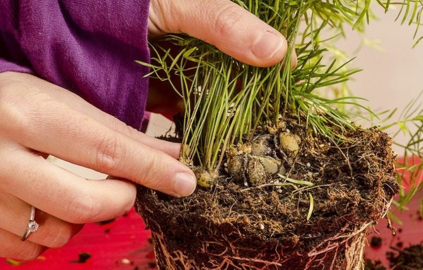 Розмноження аспарагуса