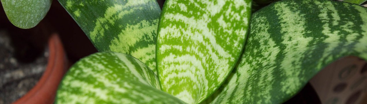 Особливості догляду та вирощування сансевіеріі Ханні