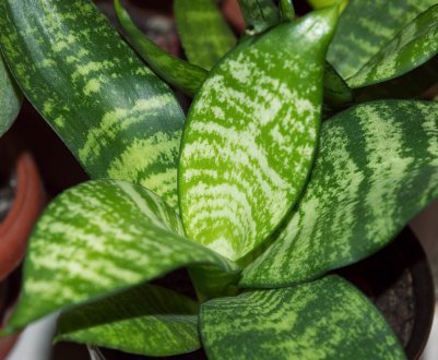 Особливості догляду та вирощування сансевіеріі Ханні