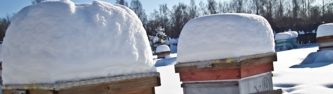 Способи зимівлі бджіл в Сибіру