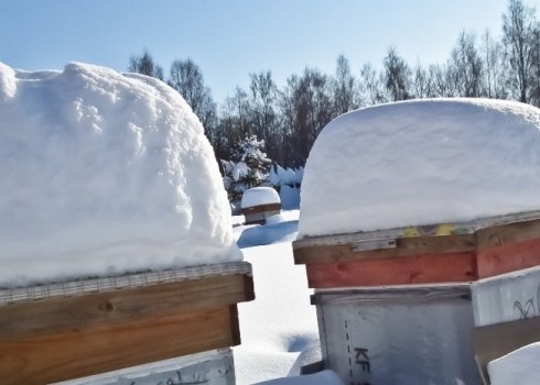 Способы зимовки пчёл в Сибири