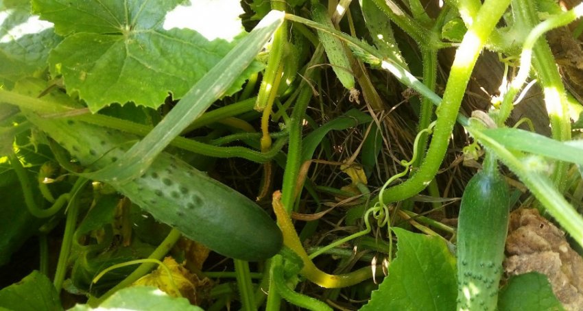 Огірок Зозуля