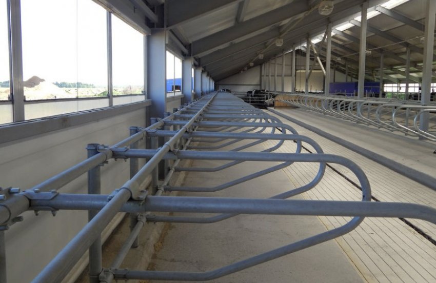 Стійла для корів