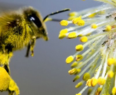 Роль бджіл у запиленні рослин