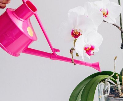 Особливості поливу орхідеї після пересадки в домашніх умовах