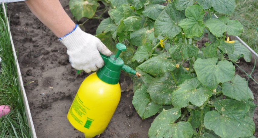 Позакореневе підживлення огірків