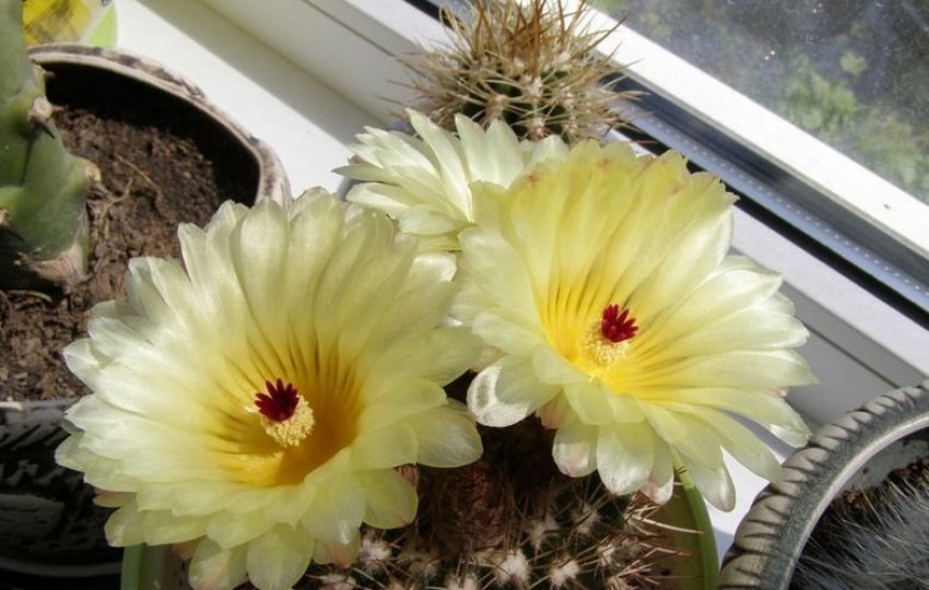 Нотокактус Нотокактус