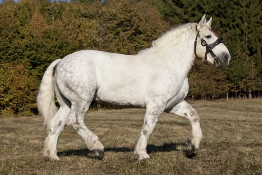 Порода першерон