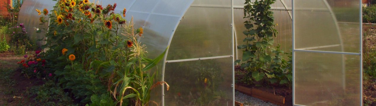 Особливості теплиці «Уралочка»
