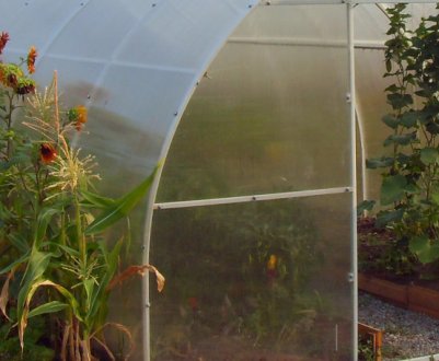 Особливості теплиці «Уралочка»