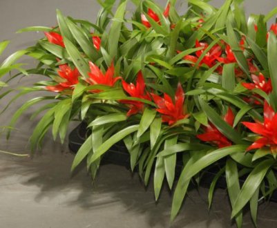 Квітка гузмания Мінор Рондо: опис, догляд в домашніх умовах