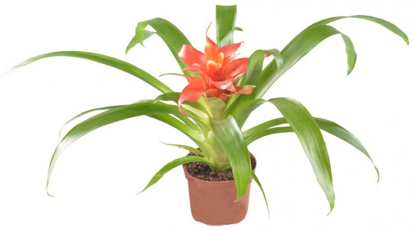 Гузмания Мінор Рондо