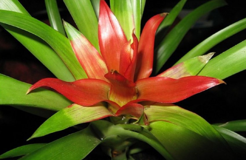 Гузмания Мінор Рондо