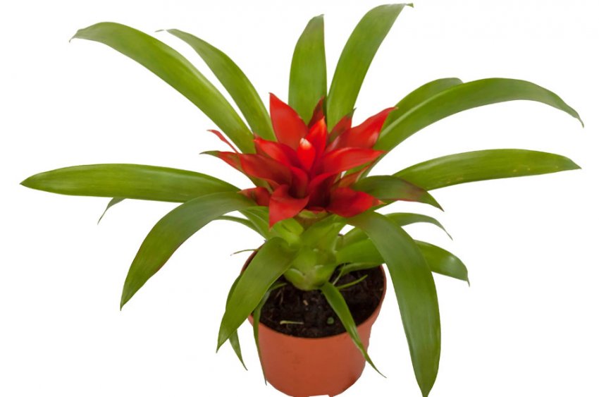 Гузмания Мінор Рондо